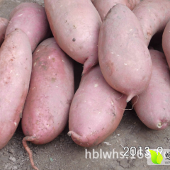 2016开封县红薯机不可失失不再来！