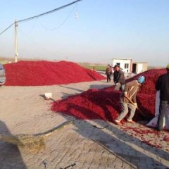 2014河南辣椒现在订货有惊喜