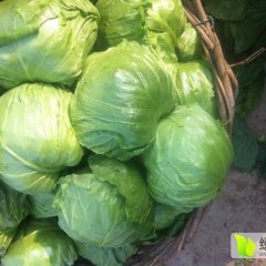 2016金乡甘蓝今年价格有看点