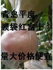 青岛平度，红富士苹果万亩基地