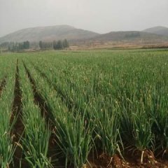 莱城大葱 今年我村大葱以逐渐上市