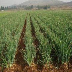 山东莱城我处现大量长白干葱急售