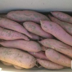 河北藁城龙署九号种植面积大，质量好