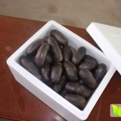 安定建材蔺先生11月黑美人土豆