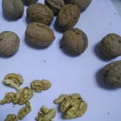 核桃是当地久负盛名的土特产