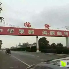 山西临猗张家营村半坡红富士苹果