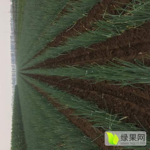 2019年山东昌邑章丘大葱价格