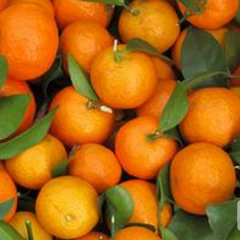 2016兴安柑橘 南丰蜜桔果实较小