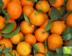 兴安柑橘 臭皮柑又名广柑，果实以其园润秀小