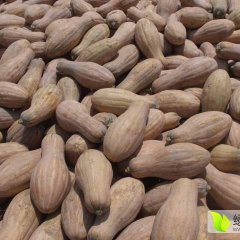 宜春裕农种养合作社密本南瓜