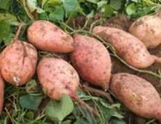 禹城红薯 自营农场种植龙薯9号红薯