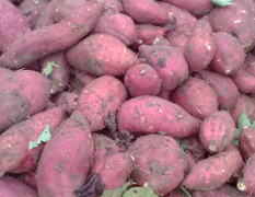 山东禹城自营农场种植苏薯8号红薯大量上市了