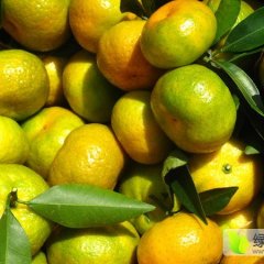 广西富川南丰蜜桔柑橘名优产品