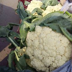 焦作博爱张如意10月白面青梗松花菜菜花