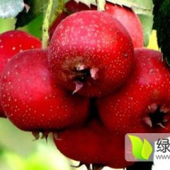 山东费县英先生大金星山楂