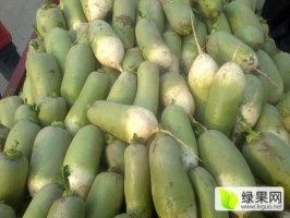 2016年河南通许青皮白萝卜价格