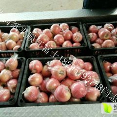 山西万荣临猗纸夹膜红富士和膜袋苹果