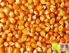 农望饲料厂常年现款大量收购：玉米、小麦