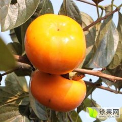 临猗东张张红文10月阳丰甜柿柿子