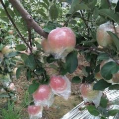 临猗红富士苹果名优产品东张张红文诚信合作