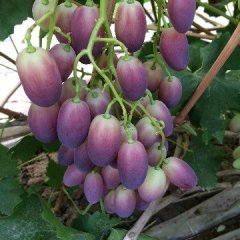 山东昌邑维多利亚葡萄早买早赚