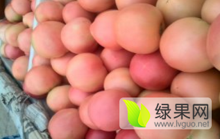 聊城硬粉西红柿大量上市，质优价廉