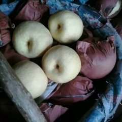 蒲城梨 大量供应 陕西“酥梨” 4两起步