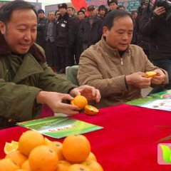 黔阳冰糖橙之乡