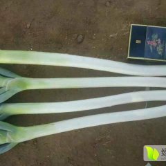 青岛平度市仁兆镇绿色蔬菜基地