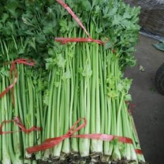 山东河南芹菜随行就市崔雅杰诚信合作