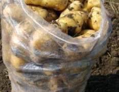 讷河土豆 秋实马铃薯种植专业合作社