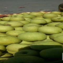 2016沛县酥梨值得储存