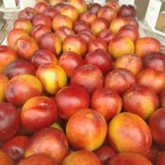 山东费县千年红油桃假一赔十