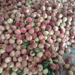 山东费县仓方早生蜜桃产销两旺