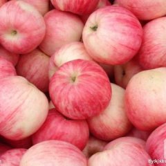 山东费县英先生红富士苹果