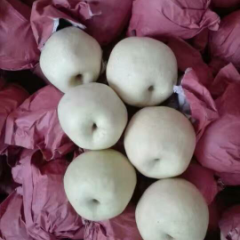 陕西蒲城酥梨果面干净！果型正！味甜