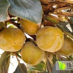 安徽省砀山县张佳10月牛心柿柿子