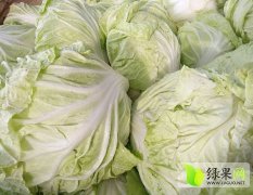 安徽省砀山县白菜质量好货源充足