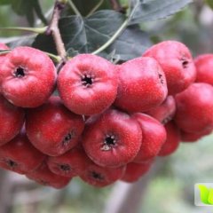 2016平邑山楂 这里山楂成熟了