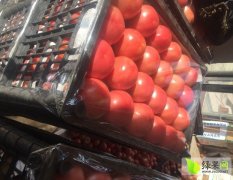 黑山西红柿价格适宜,黑山陶然诚信合作