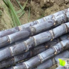 温岭箬横江老四10月黑皮果蔗甘蔗