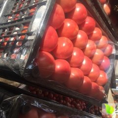 锦州黑山可长期供应大量西红柿！！！