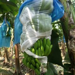 广西香蕉大量上市，欢迎各位收购商前来收购