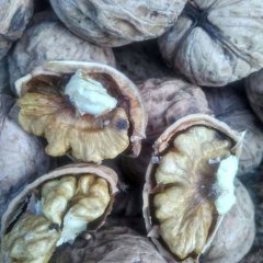 青龙核桃 大量出售青龙核桃，薄皮大馅