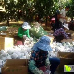 攀枝花水果凯特芒果大量有货