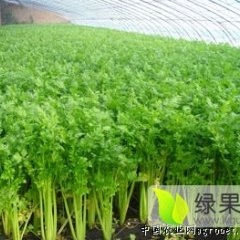 阳谷七级张强10月美国西芹芹菜