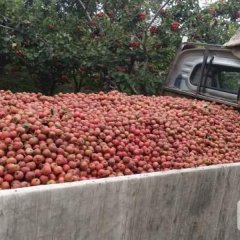 晋州市本村有大量山楂出售价格面议