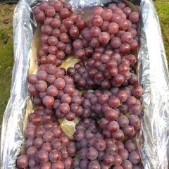 卢龙葡萄 库存套袋巨峰葡萄，穗型紧凑