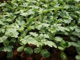 宁夏中卫林兴育苗基地供金城5号西瓜嫁接苗自根