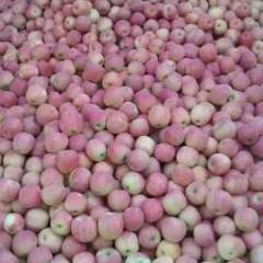 宁夏中卫苹果香甜可口宣和李如林诚信合作